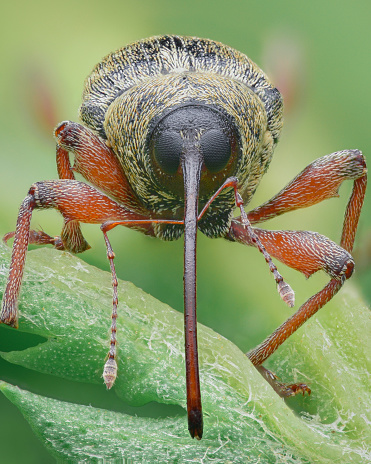 Portrait of a weevil, a type of beetle, with brown scales, orange legs and a long proboscis standing on a green leaf (Acorn weevil, Curculio glandium)