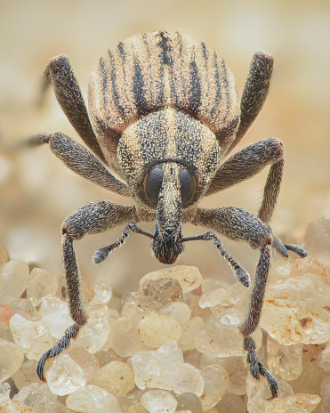Portrait of a pale brown weevil, a group of beetles, with dark stripes standing on a Danish beach (Hypera arator)