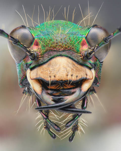 portrait of a green tiger beetle with a pale brown labrum and large, brown eyes (green tiger beetle, cicindela campestris) - 班蝥 圖片 個照片及圖片檔