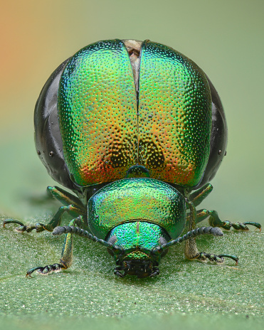 Portrait of a pregnant green and orange iridescent leaf beetle standing on a dock leaf(Green dock leaf beetle, Gastrophysa viridula)