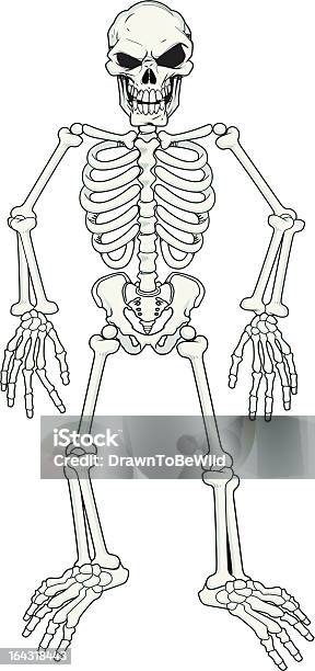 Effrayant Dessin Entièrement Poseable De Skeleton Vecteurs libres de droits et plus d'images vectorielles de Aine - Aine, Articulation du corps humain, Bassin
