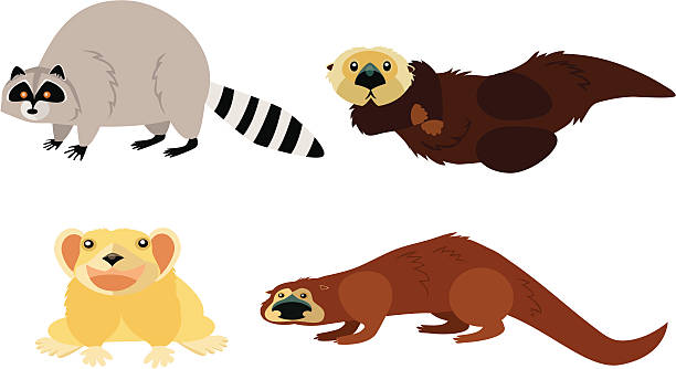 illustrations, cliparts, dessins animés et icônes de animal page: raton laveur, le pika, loutres - ochotone