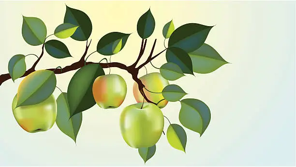 Vector illustration of granny smith apple branch