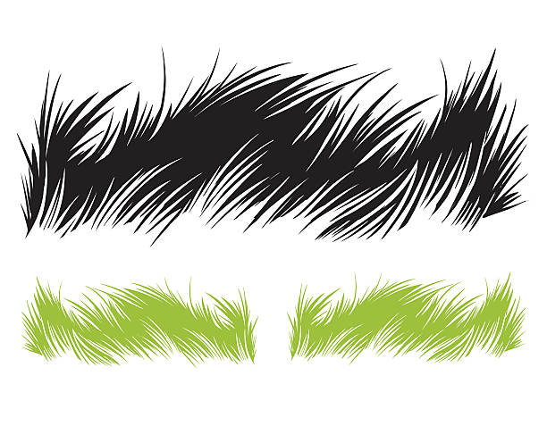 gras illustrationen - grass family grass white background isolated stock-grafiken, -clipart, -cartoons und -symbole