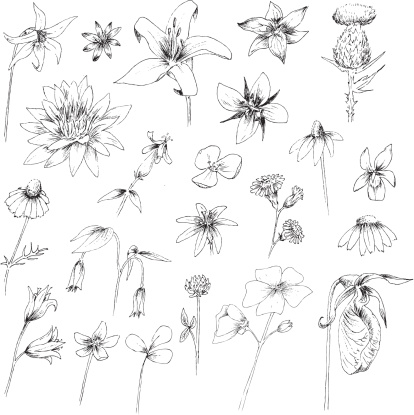 Hand drawn flowers in pen and ink