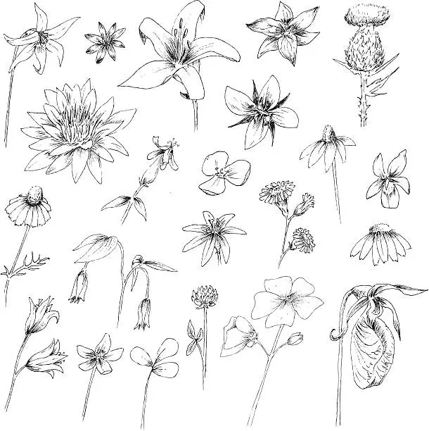 Vector illustration of Hand Drawn Flowers