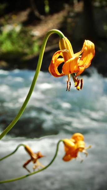 istock three orange-colored & speckled columbia tiger lilies (lilium columbianum) outstretch over cold rippling melt waters in the high sierras. 1643211937