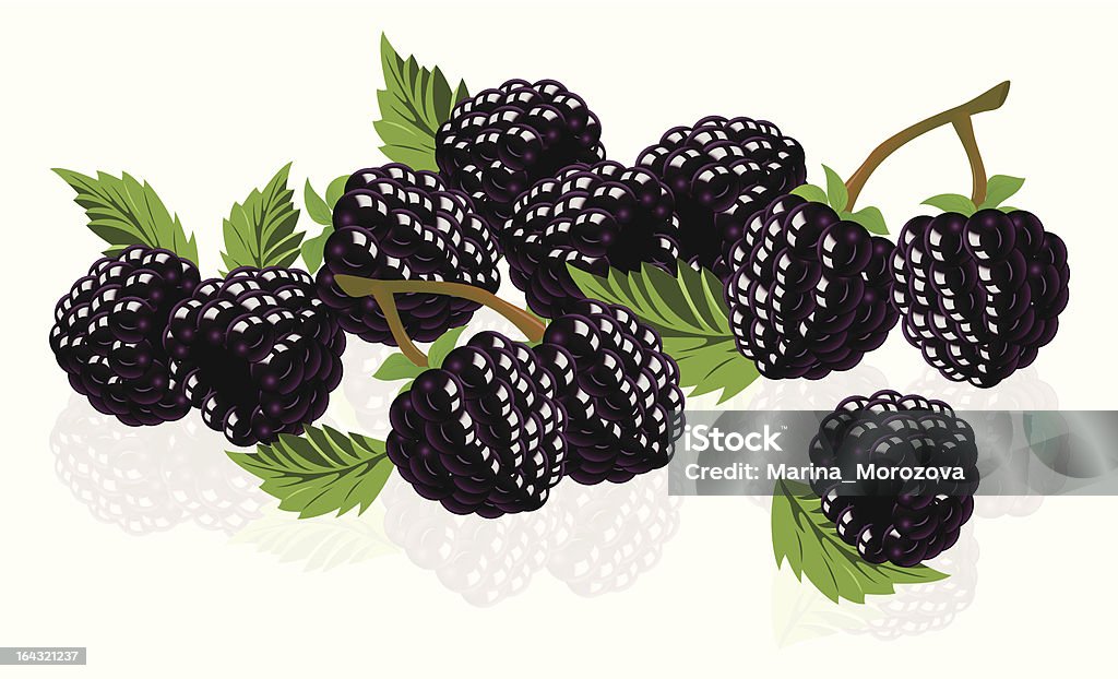 Forest blackberries "Forest blackberries, isolated background. Vector illustration with ZIP archive, containing AI and EPS Ill8 files." Backgrounds stock vector