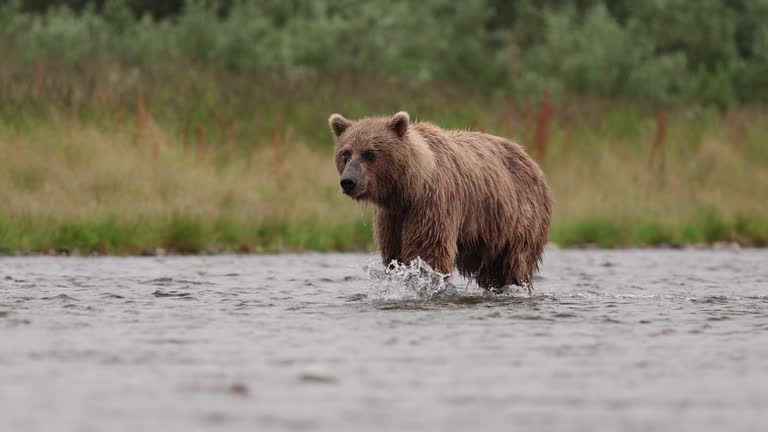 Brown Bear in Alaska