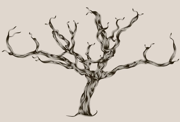 Stylized Illustrated hand drawn dead tree Hand drawn illustration of a bare tree. Outline and fill are on separate layers. Extra folder includes Illustrator CS2 AI and PDF files. family trees stock illustrations