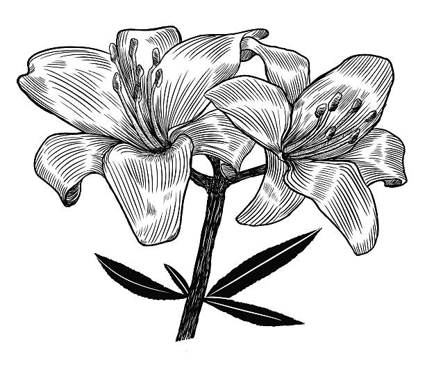 Lily vector art illustration