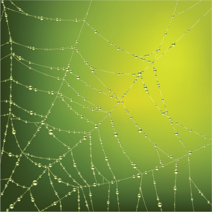 Vector image of the spider web with water drops