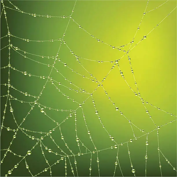 Vector illustration of Spider web with water drops