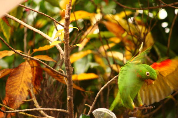 istock Parakeet Flying. Trees in the Background 1643248966