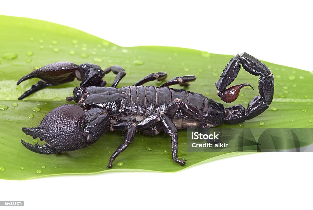 Escorpião-imperador em um green leaf - Foto de stock de Agressão royalty-free