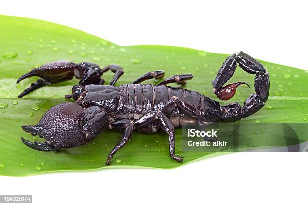 Escorpião Imperador Em Uma Folha Verde - Fotografias de stock e mais imagens de Agressão - Agressão, Animal, Animal de Estimação