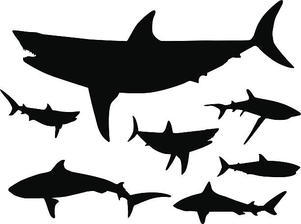 ilustraciones, imágenes clip art, dibujos animados e iconos de stock de tiburones en el agua silueta - tusk