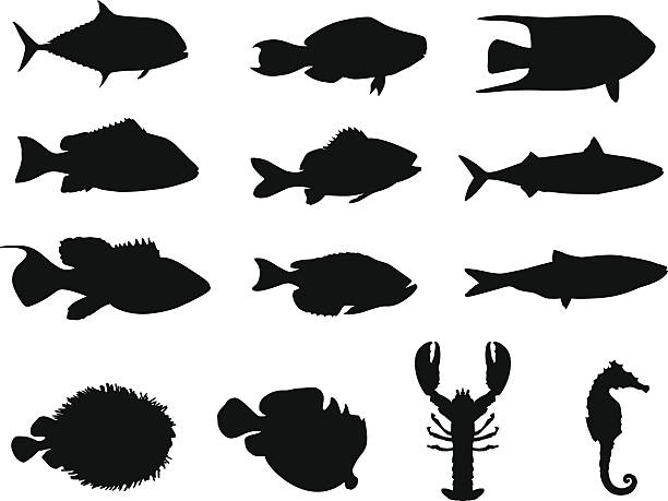 ilustraciones, imágenes clip art, dibujos animados e iconos de stock de siluetas de peces y de la vida marina; fabricada en adobe illustrator - underwater animal sea horse fish