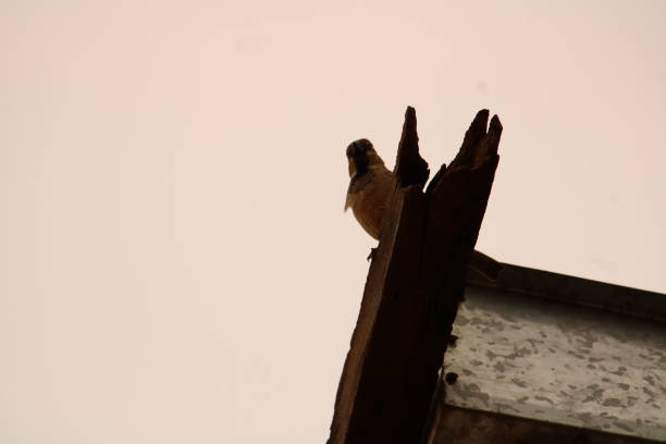 istock Male Sparrow Bird Perched on Roof 1643258585