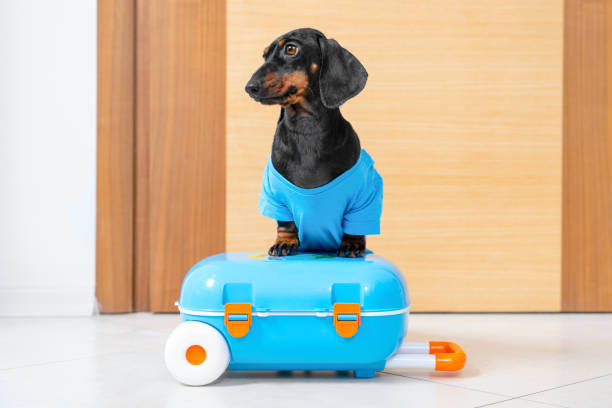 Dog in clothes stands with its paws on suitcase at door, leaves hotel melancholy stock photo