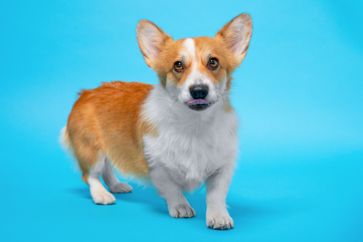 Unfortunate photo of charming corgi dog, heart chest, ear sticking out, tongue sticking out, funny little monster Image of aggressive puppy, stern cruel look Rabies vaccination, raising, socialization