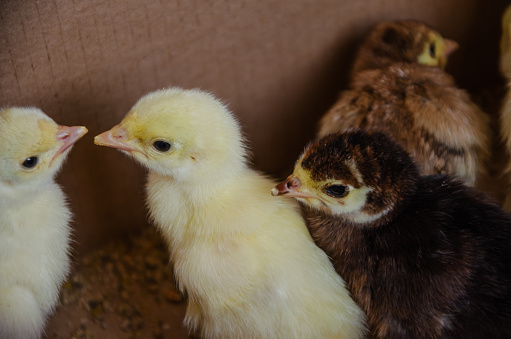 Yellow and brown daily turkey poults in a box. High quality photo