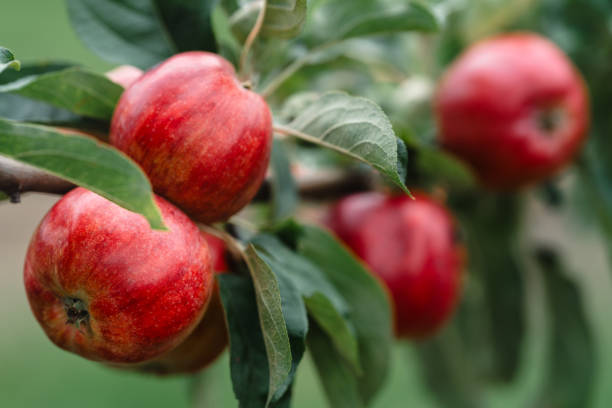 istock Red apples on a branch in an apple orchard. 1643261580