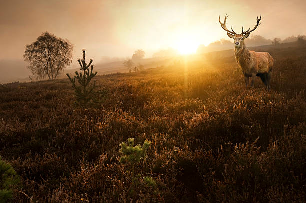 красивый лес пейзаж с красный олень олень - forest deer stag male animal стоковые фото и изображения