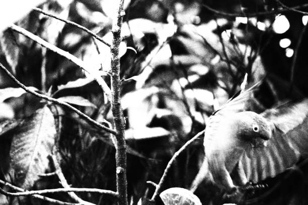 Parakeet Bird Flying. Monochromatic Black and White Tones
