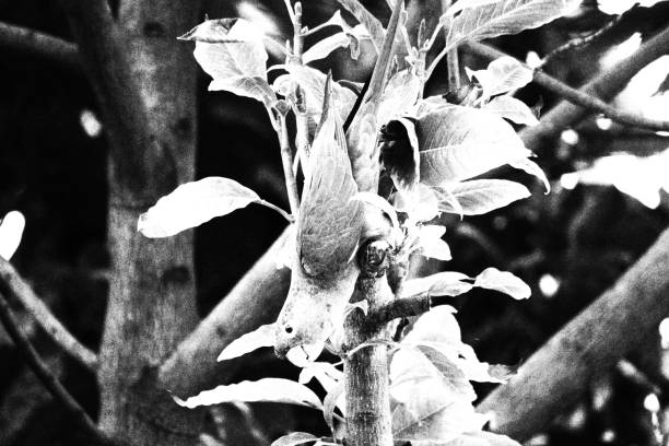 istock Parakeet Upside Down Holding on a Tree Trunk with Leaves. Monochromatic Black and White Tones 1643266480