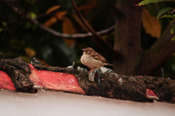 istock Past Plump Female Sparrow Perched on Wall 1643272613