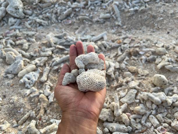 istock Coral at the beach 1643282840