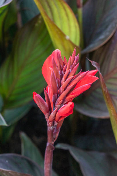 istock Indian Shot Plant: A Global Edible Crop with Ancient Roots. 1643292028