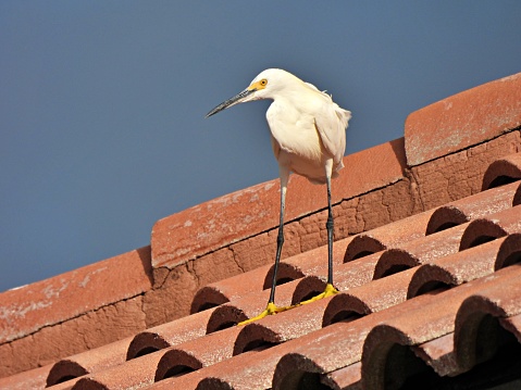 Snowy Egret - standing on a rooftop