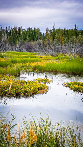 istock Pond life in Alaska 1643385228