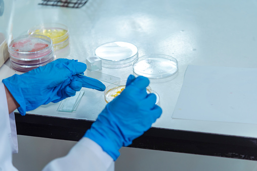 Close up Scientist man hands look at Glass Petri Dish use Microscope research in science laboratory. Crop biochemistry scientist hands using fungi Glass Petri Dish in laboratory chemistry medical lab