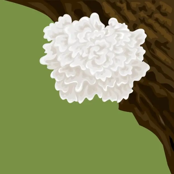 Vector illustration of Tremella mushroom