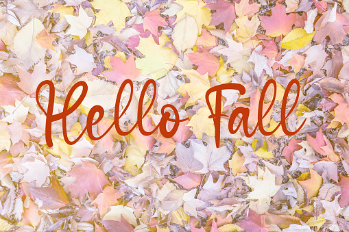 Autumn leafs backgrounds. Leafs on the ground, shot from above. Background for autumn concepts and storytelling. Hello Fall text.