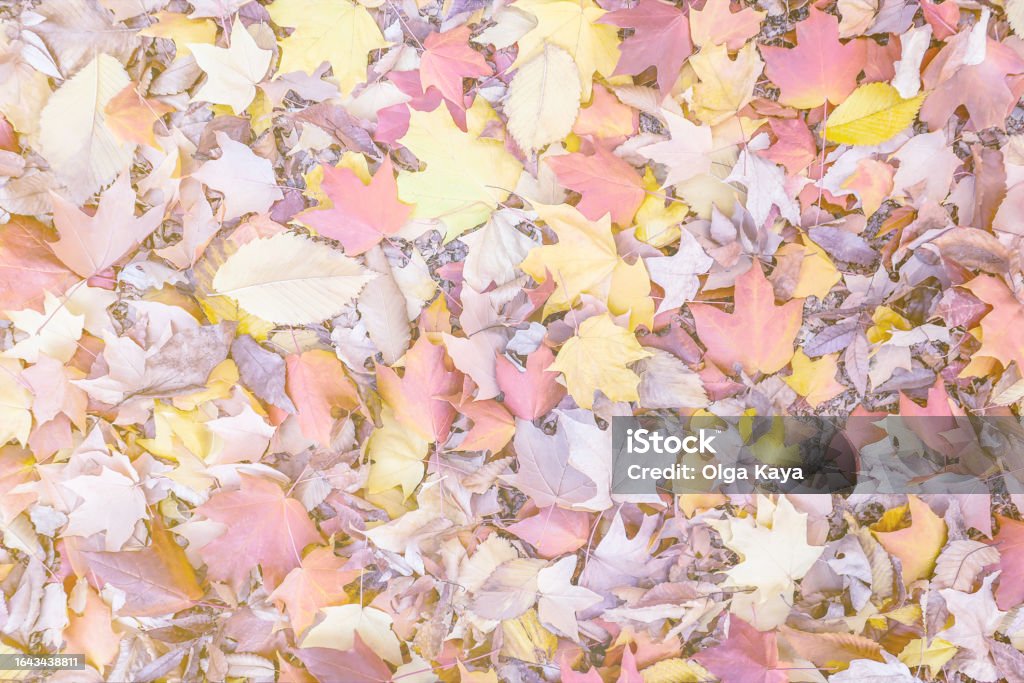 Autumn leafs Autumn leafs backgrounds. Leafs on the ground, shot from above. Background for autumn concepts and storytelling. Autumn Stock Photo