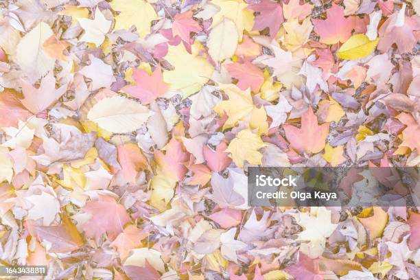 Autumn Leafs Stock Photo - Download Image Now - Autumn, Autumn Leaf Color, Backgrounds