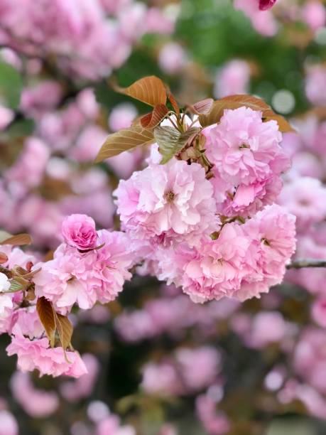 цветет розовая вишня в полном расцвете. - 4595 стоковые фото и изображения