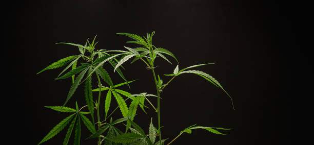 istock Cannabis plant against a black background. Texture marijuana leaves 1643453614