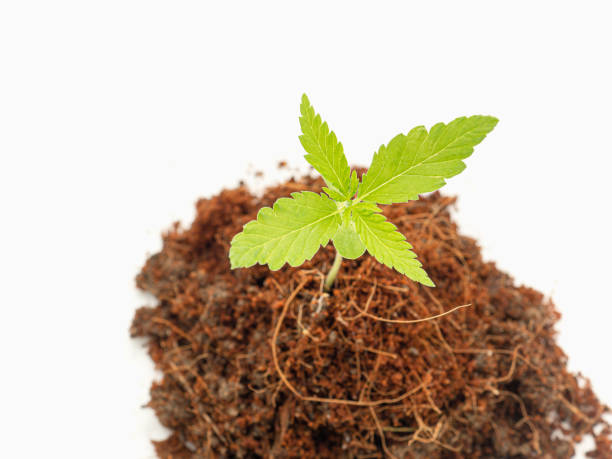 istock A pile of soil with cannabis seedling growth over on a white background 1643457816