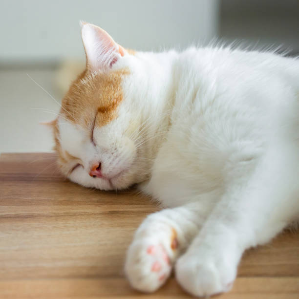 Cute little white kitten sleeps on wood table in living room. stock photo
