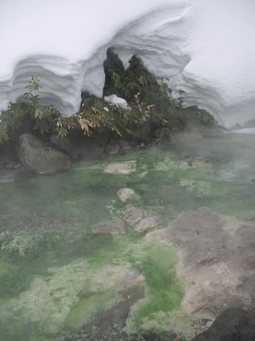 Thermal volcanic creek with green algae in winter scenery with snow, bamboo and steam rising from hot water, Iturup hot springs on Kurill islands