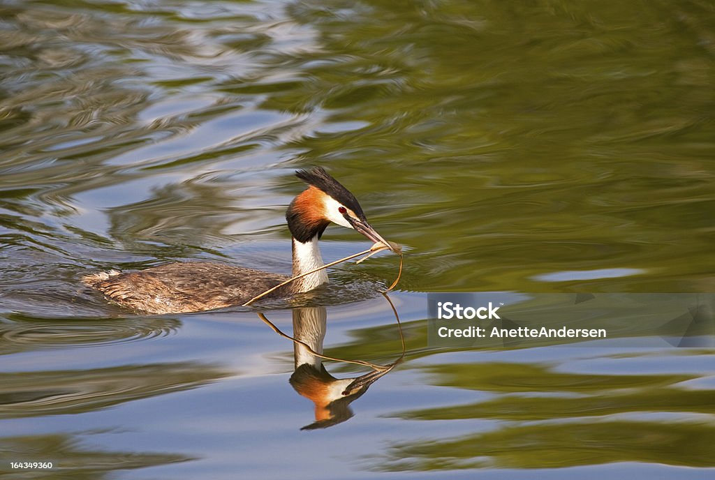 Haubentaucher. - Lizenzfrei Feder Stock-Foto