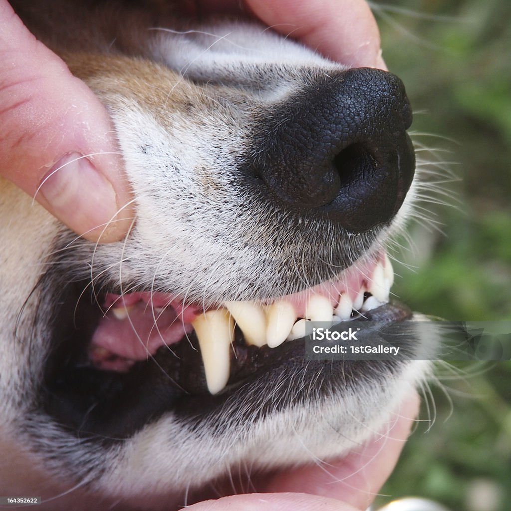 Cão de dentes - Foto de stock de Cão royalty-free