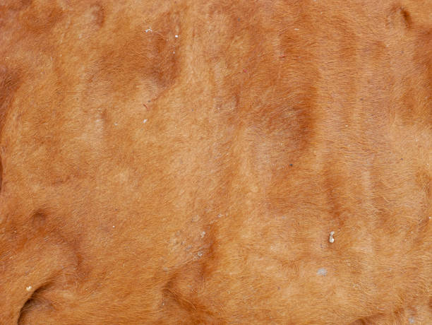 istock close up of brown cow fur texture 1643527478