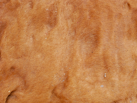 close up of brown cow fur texture