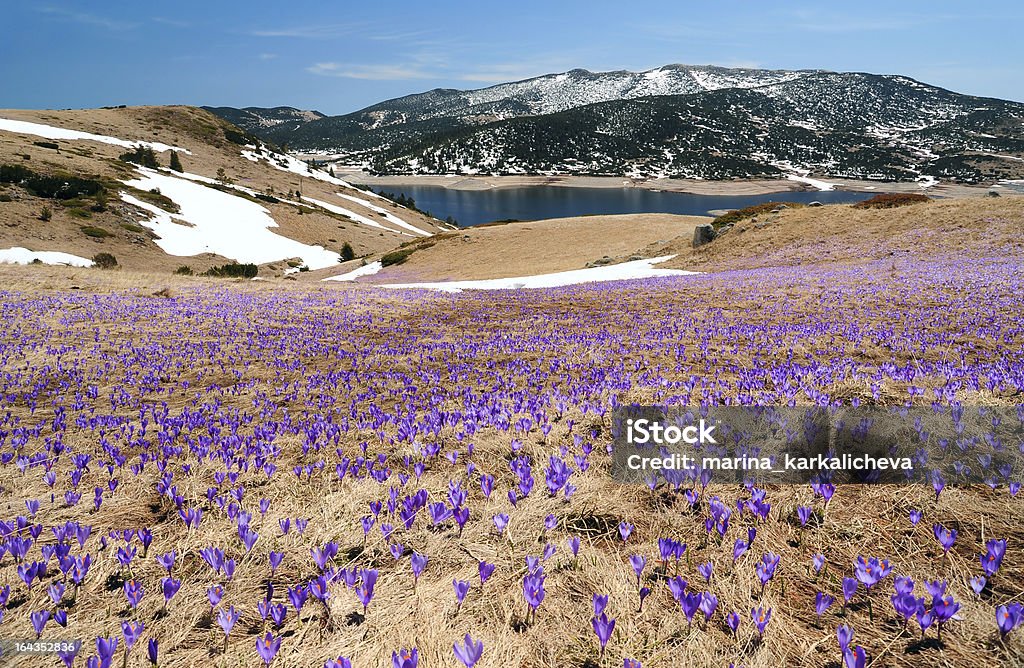 クロッカス meadow 春の山々 - クロッカスのロイヤリティフリーストックフォト